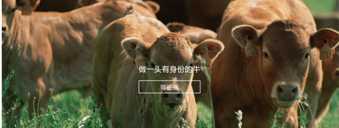 江南平台参与制定《牛肉追溯技术规程》国家标准 助力牛肉产品“从产地到餐桌”追溯管理上行快车道